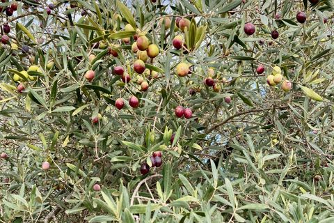 Finca i El Perello, Tarragona, El Perello - € 77.000 | Ref: Finca Manu Ampo - foto 23